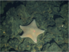 Unidentified cushion star