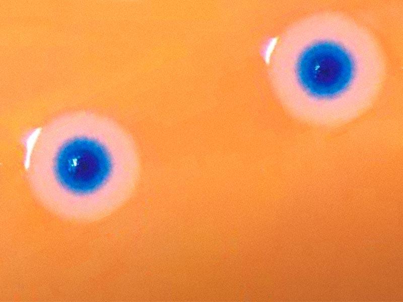 Craig Venter Watch me unveil "synthetic life" TED Talk