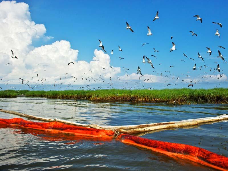 The oil spill's unseen villains -- and victims
