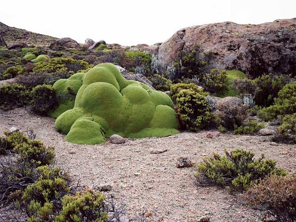 Rachel Sussman: The world's oldest living things