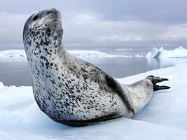 animal | Search Results | TED animal | Search Results | TED