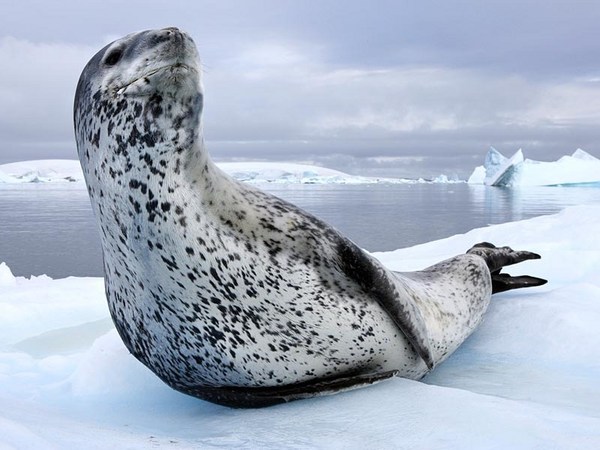 Paul Nicklen: Animal tales from icy wonderlands