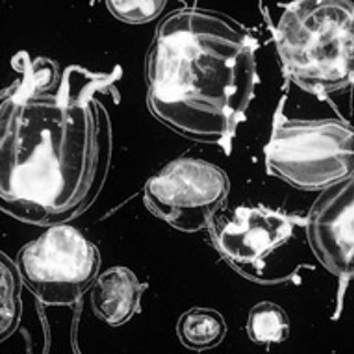Plankton Chronicles Project