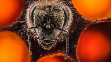 Anand Varma: The first 21 days of a bee's life