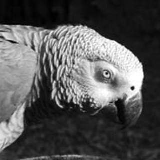 Einstein the Parrot