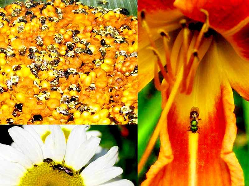 Why we need bees ted talks