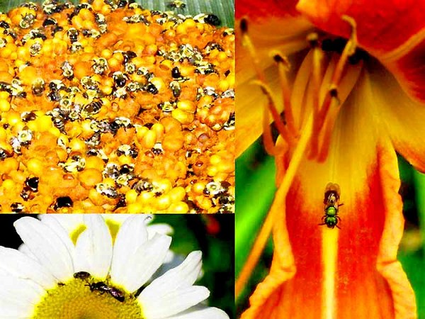 Dennis vanEngelsdorp: A plea for bees