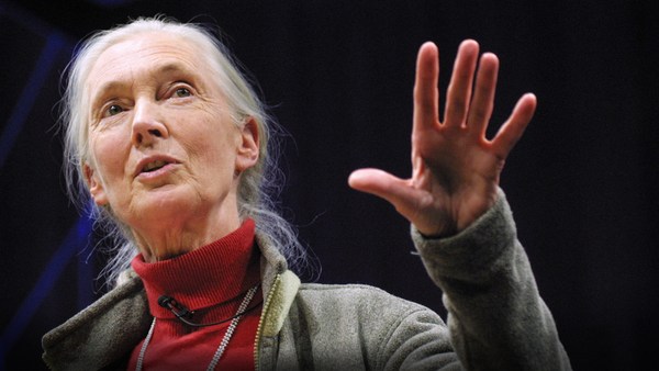 Jane Goodall: What separates us from chimpanzees?