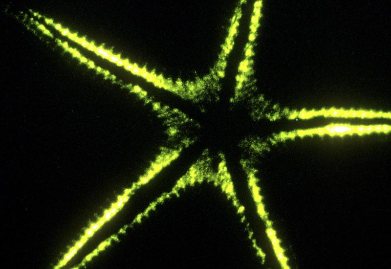 The weird, wonderful world of bioluminescence