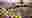 poster placeholder