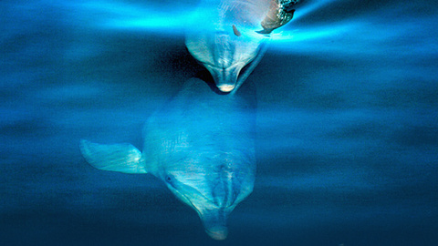 Peter Tyack ピーター タイヤック 海洋哺乳類の興味深い鳴き声 Ted Talk