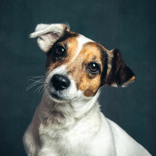 teds dogs talks for playlist ted teds dogs talks for playlist ted