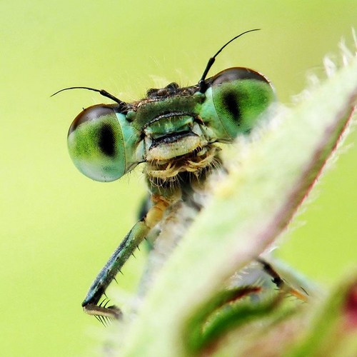 Insects are awesome! | TED Talks