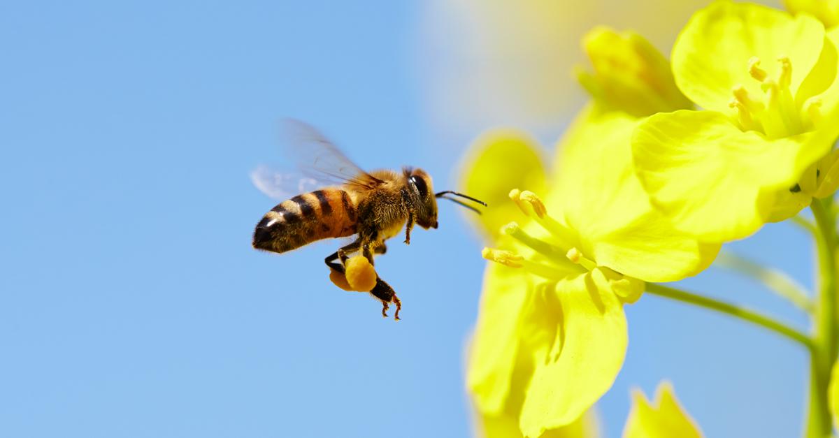 Why We Need Bees | Playlist | TED.com