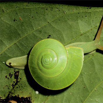 Jitong Chen
