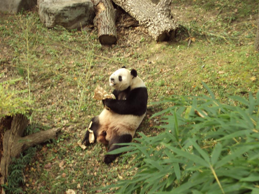 Qi Gu
