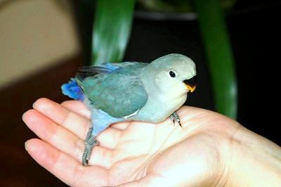 Catherina Pan