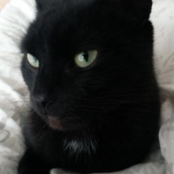 Robyn of Rye