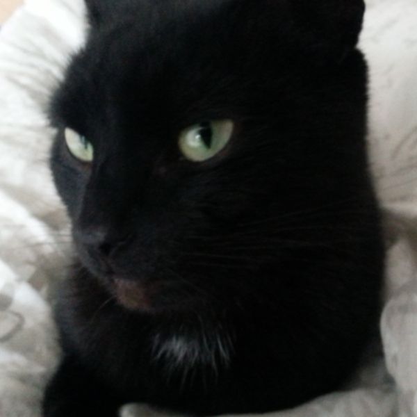 Robyn of Rye