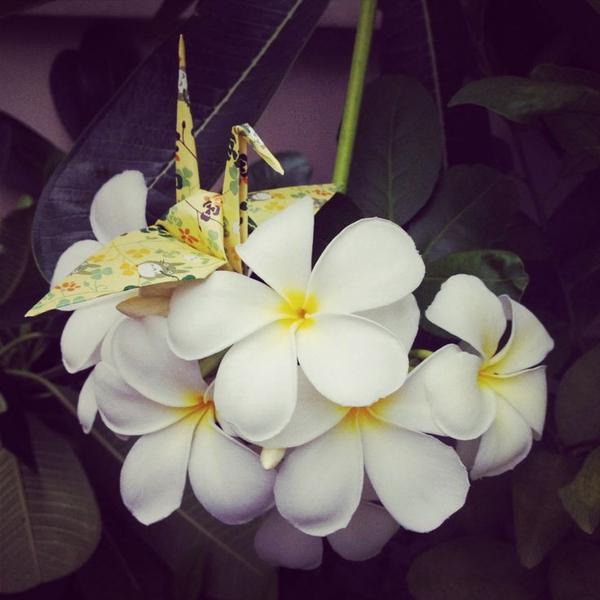 Dee Allen