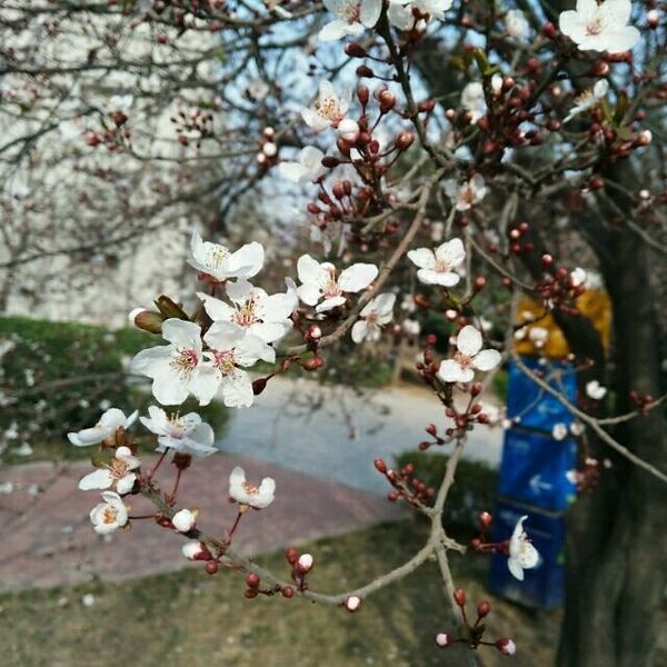 Qiulei Li