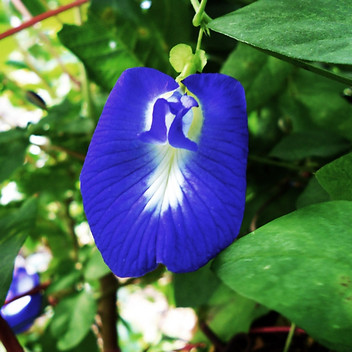 Faradila Zuchrina