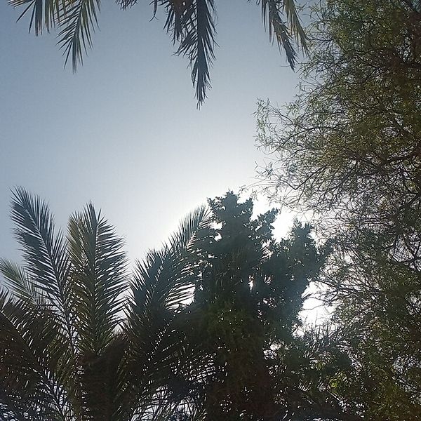Hachimi My Abdellah