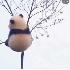 Xin Xuan Xu Liu
