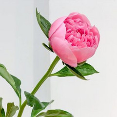Nhi Huynh Thi Hong