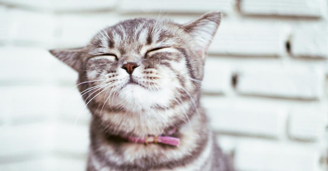 Talks For Cat Lovers Ted Talks