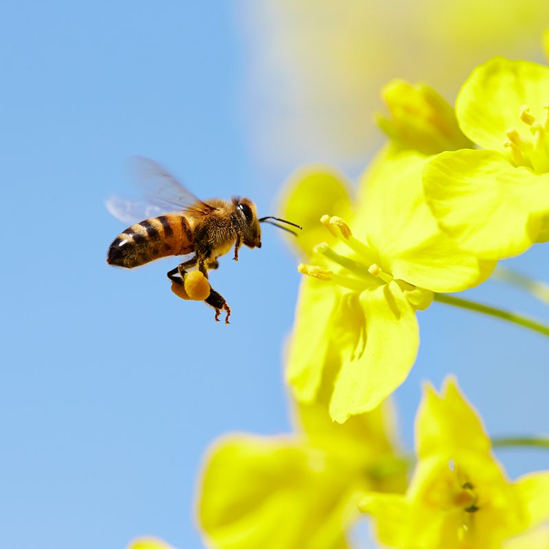 Topic Bee Ideas about Bees