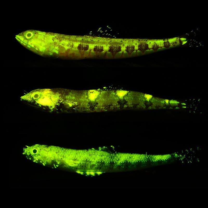 The mysteries of the deep sea