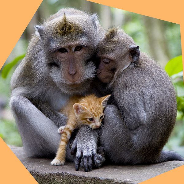 Unexpected lessons from the animal world | TED Talks