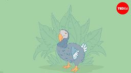 The real reason dodo birds went extinct