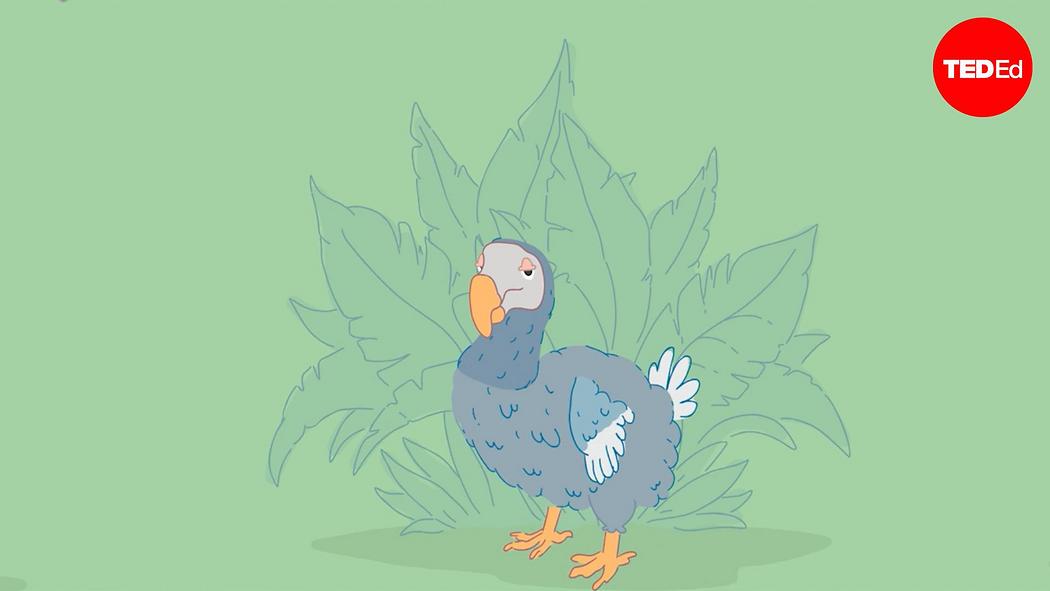 Dodo Text Leon Claessens: The real reason dodo birds went extinct | TED Talk