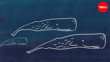 David Gruber and Shane Gero: How advanced is whale talk?