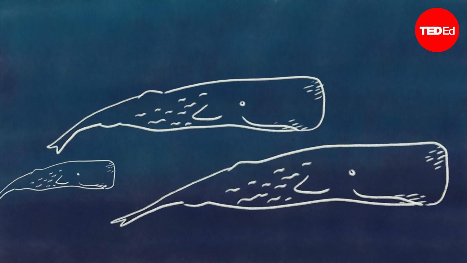 Whale Language David Gruber and Shane Gero: How does whale communication work? | TED Talk