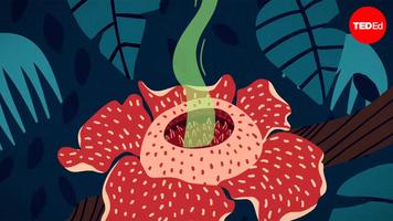Daniel Nickrent: The corpse flower may keep you up at night