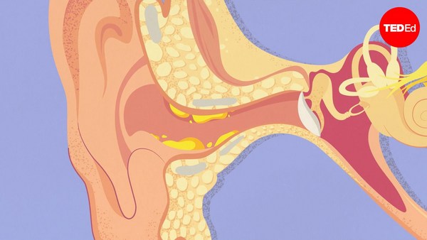 Henry Ou: What is earwax — and should you get rid of it?