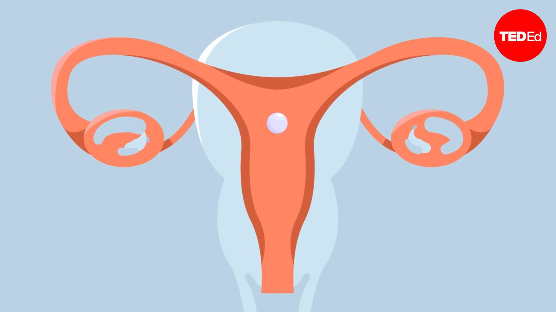 What happens in your body during a miscarriage?