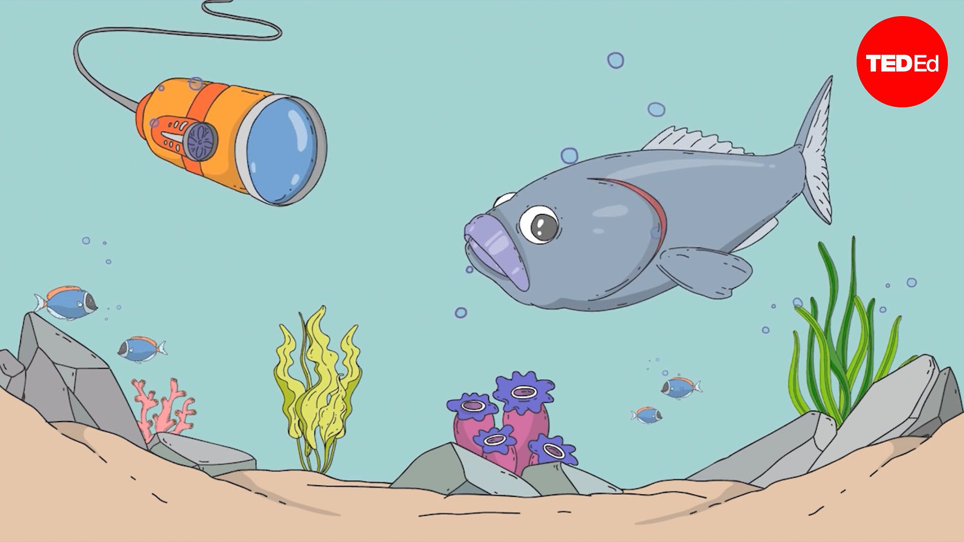 Why fish are better at breathing than you are