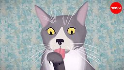 The coolest stuff animals can do with their tongues