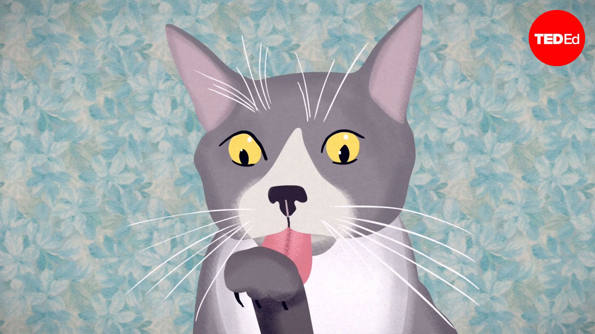 The coolest stuff animals can do with their tongues