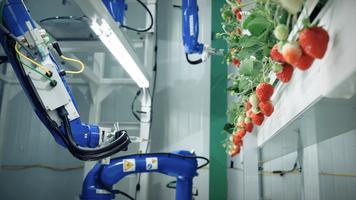 Hiroki Koga: The sweet future of vertical farming