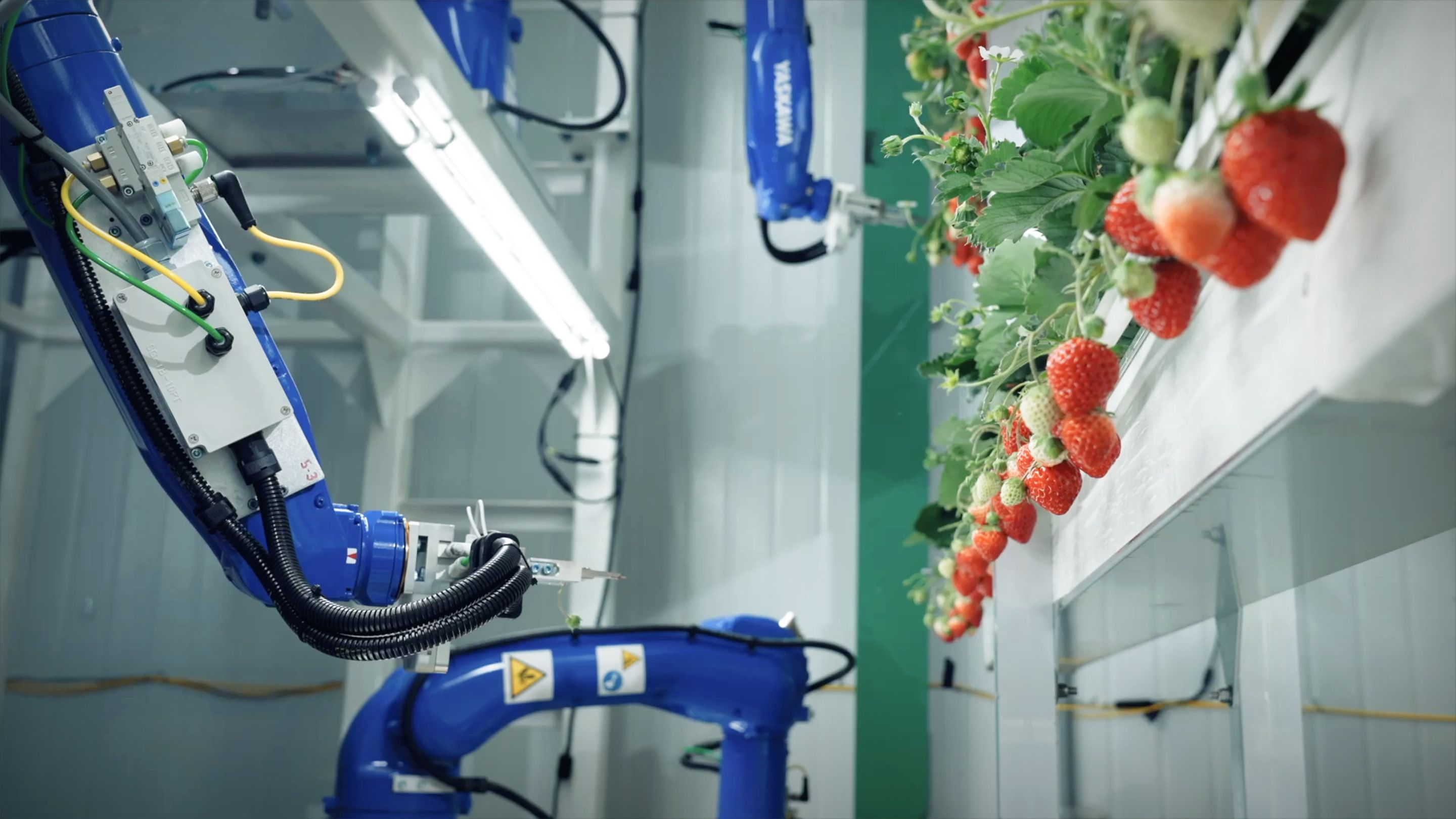 The sweet future of vertical farming