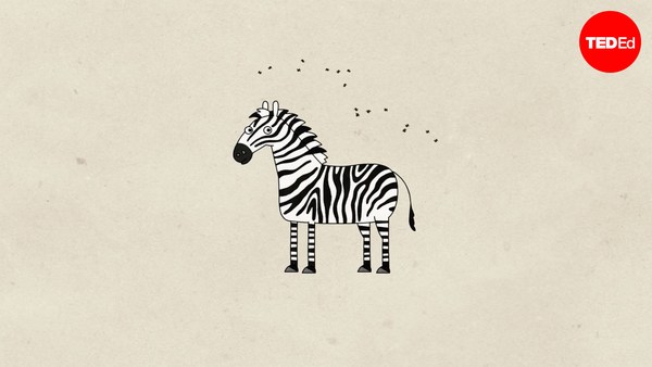 Cella Wright: The surprising reason zebras have stripes