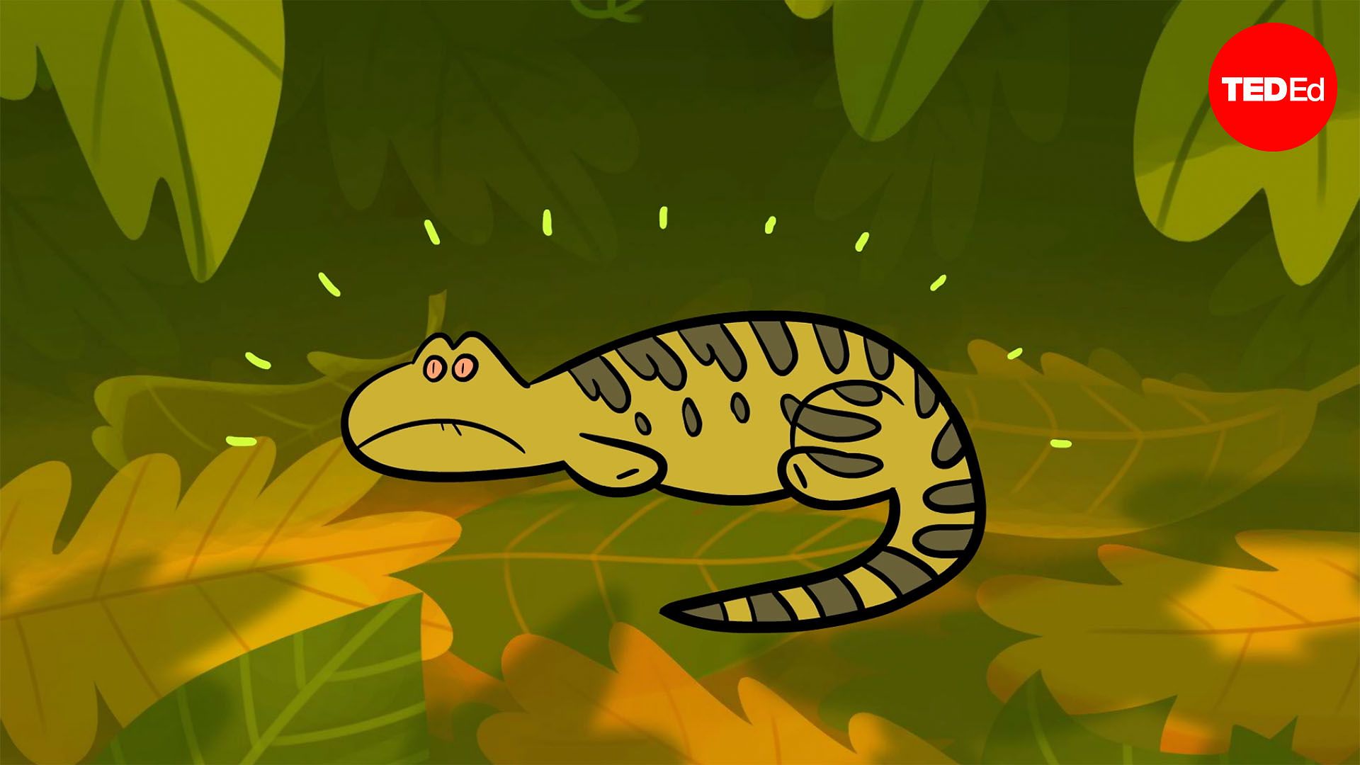 How do animals regrow their limbs? And why can't humans do it?