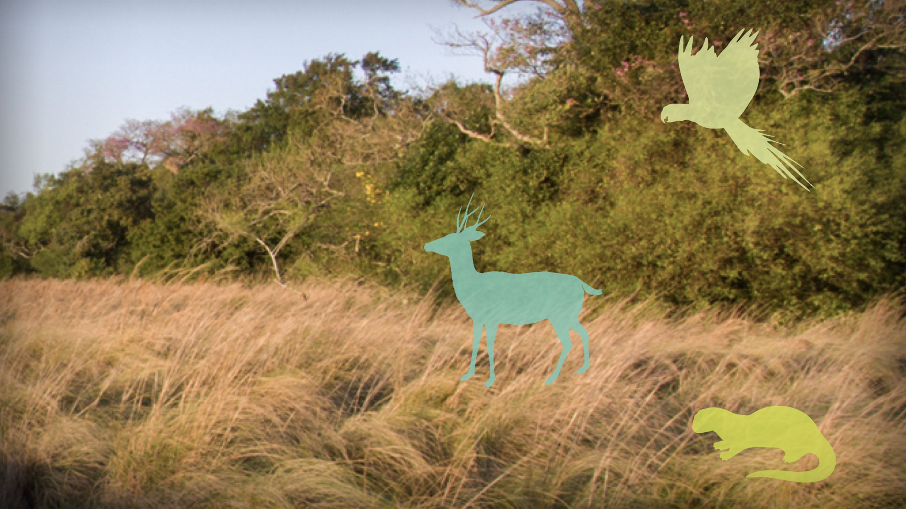 A bold plan to rewild the Earth — at massive scale