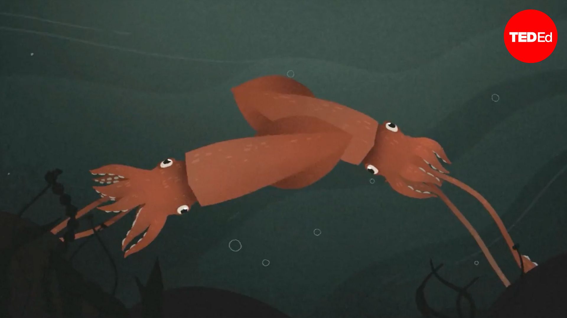 Why did it take so long to find giant squids?