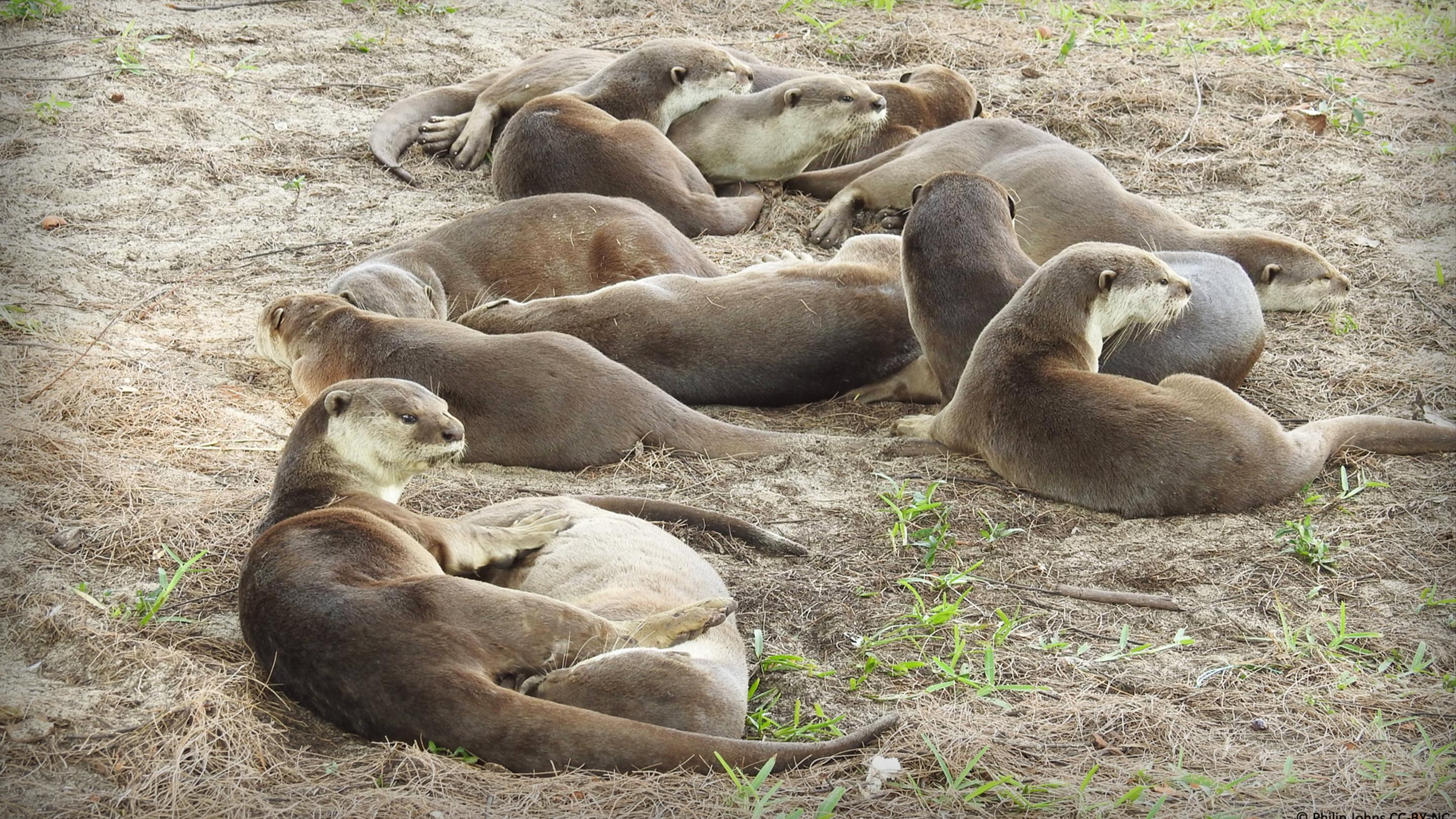 The otters of Singap